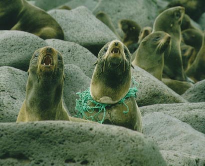 r1 entangled seal nfs